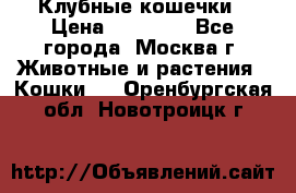 Клубные кошечки › Цена ­ 10 000 - Все города, Москва г. Животные и растения » Кошки   . Оренбургская обл.,Новотроицк г.